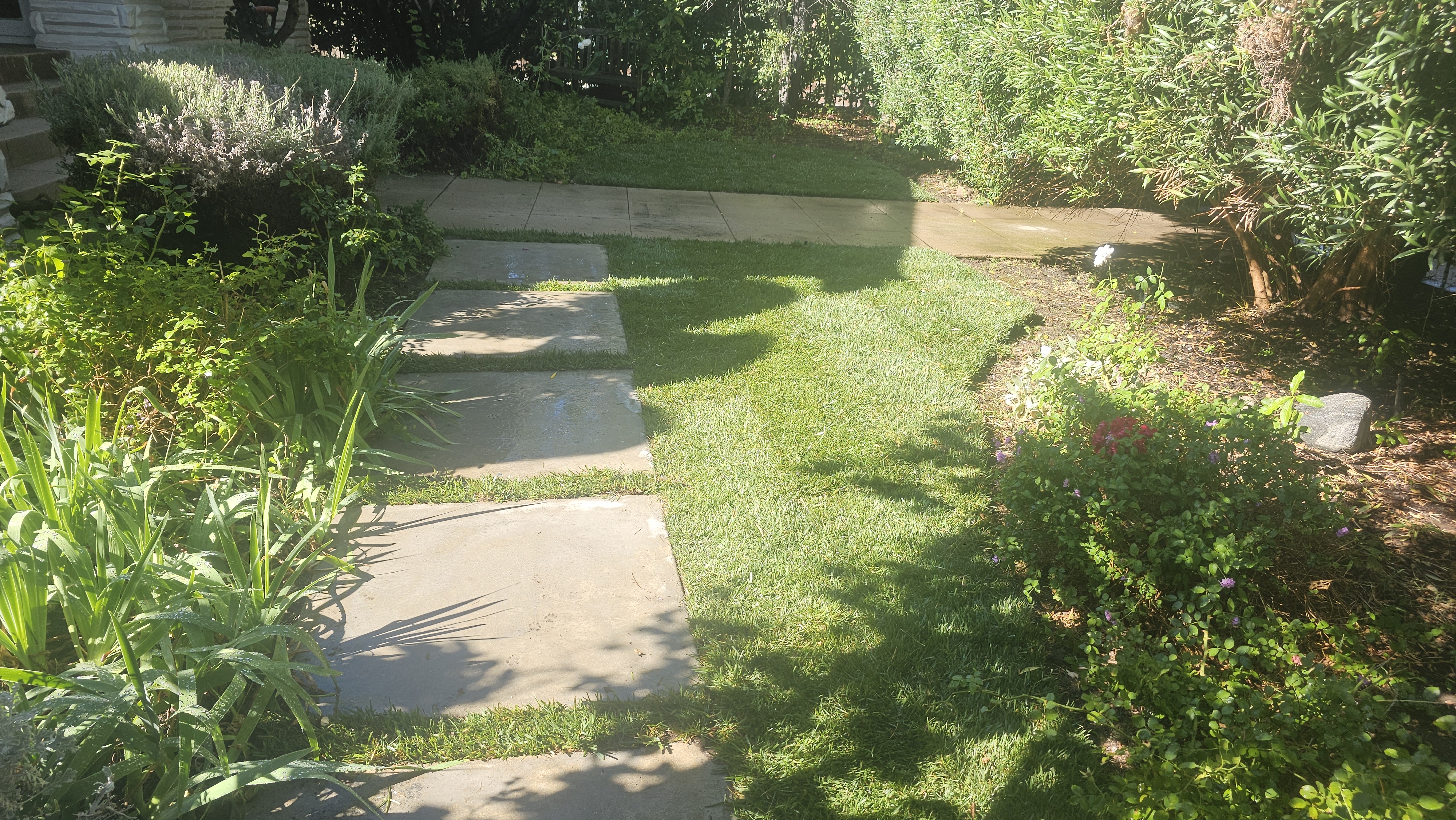 New grass - grass/grass05.jpg