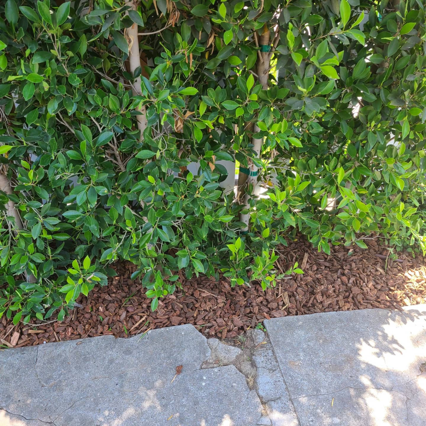 Mulching - mulching/mulching05.jpg