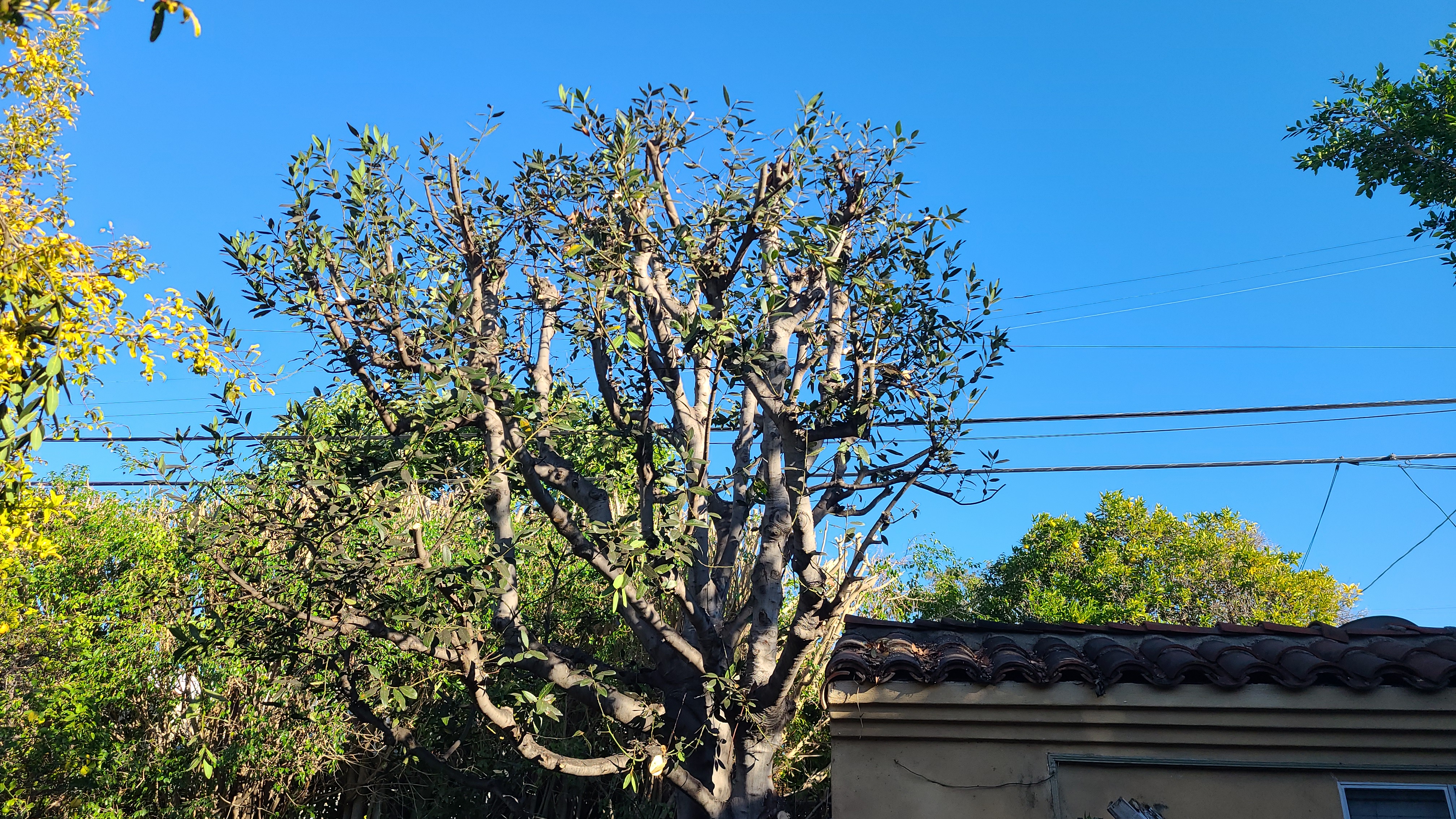 Tree Trimming - tree/tree01.jpg