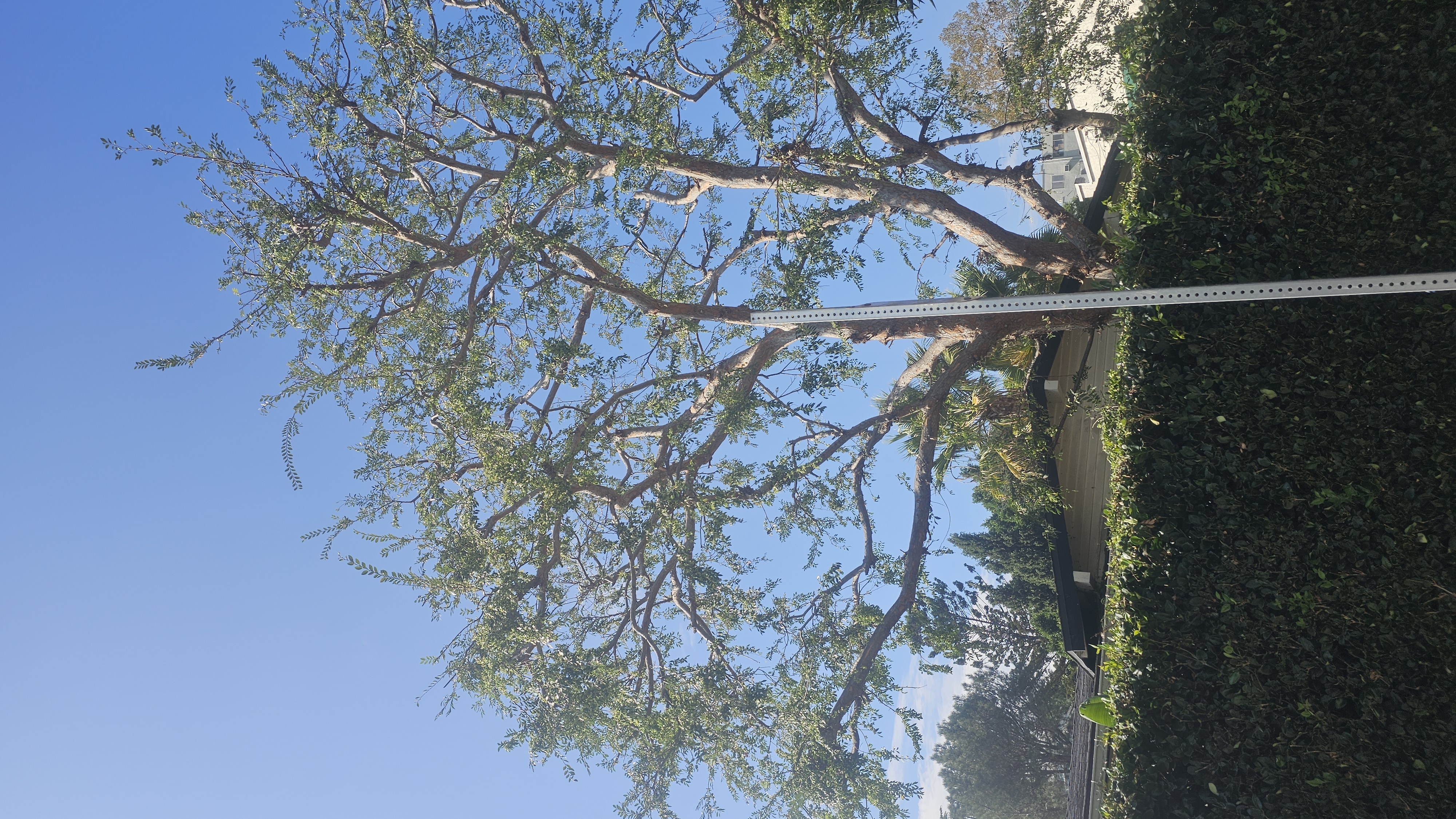 Tree Trimming - tree/tree03.jpg