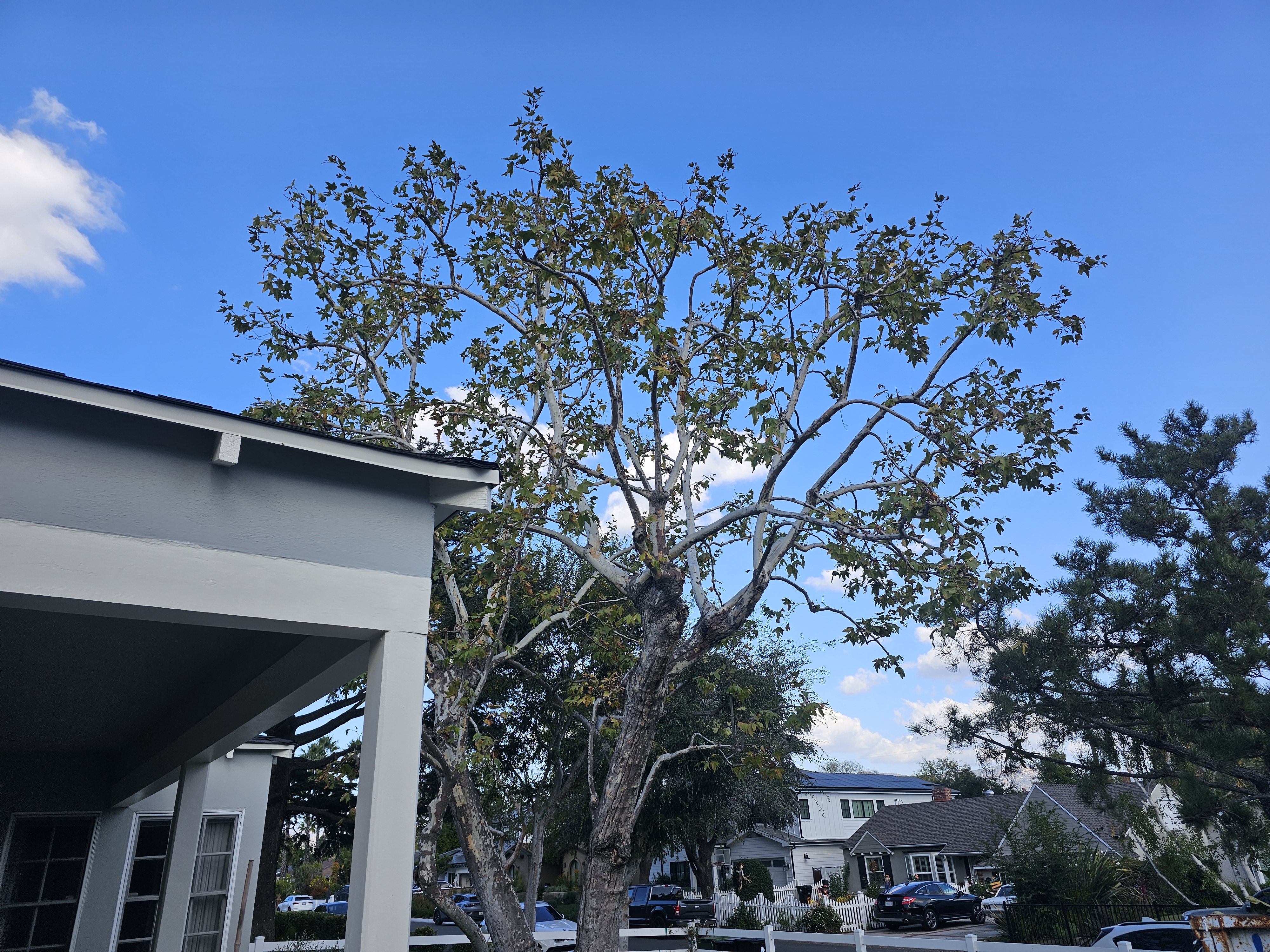 Tree Trimming - tree/tree05.jpg