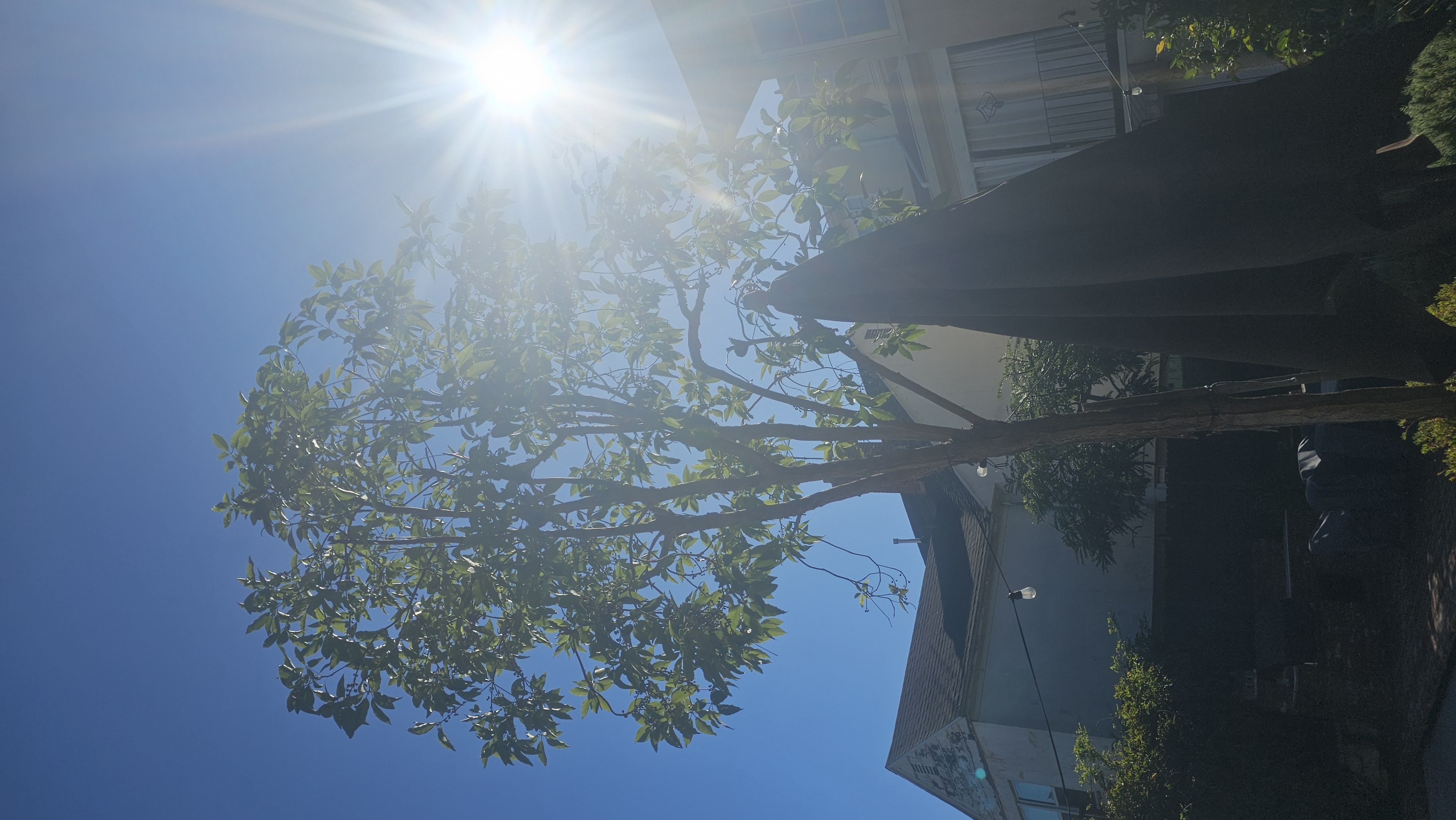 Tree Trimming - tree/tree17.jpg