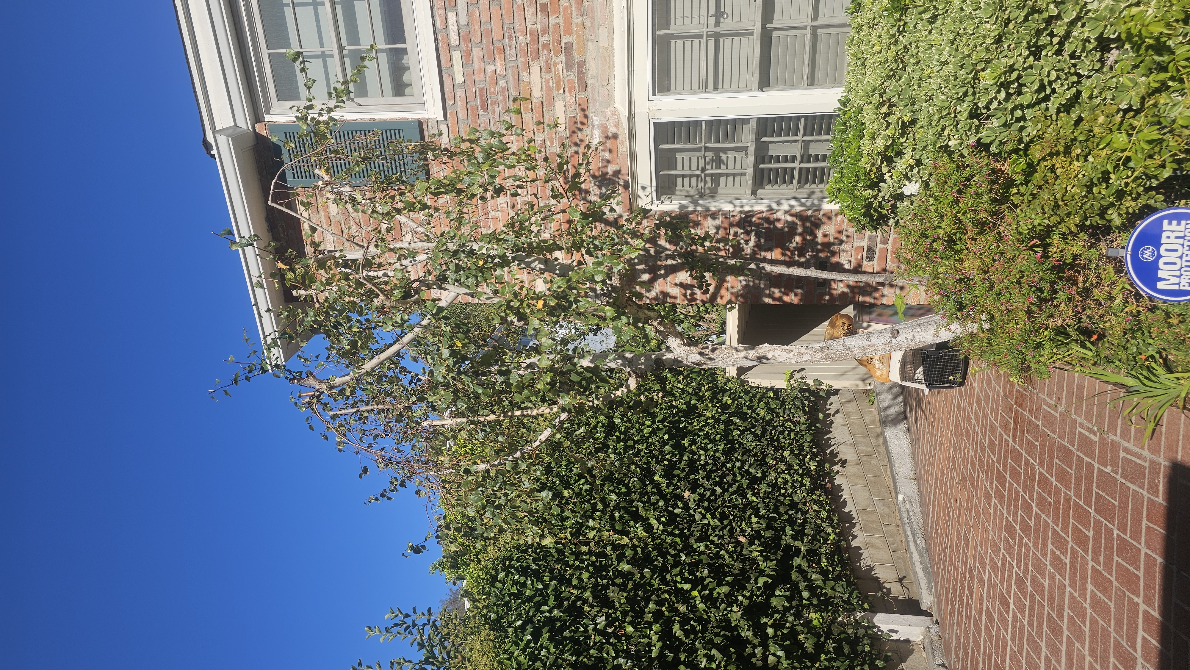 Tree Trimming - tree/tree20.jpg